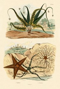 Sweet Fern, 1833-39